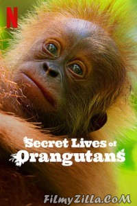 Secret Lives of Orangutans (2024) Hindi Dubbed